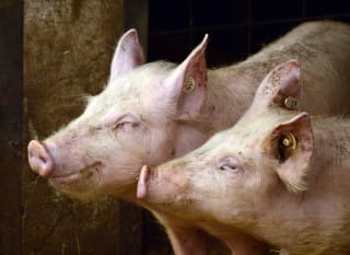 Pink Pig Farm Shop image