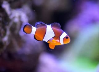 Skegness Aquarium image