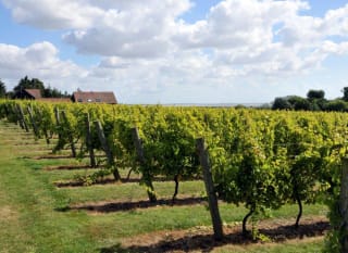 An image of the vineyard at Mersea Island Vineyard on a sunny, cloudy day. image
