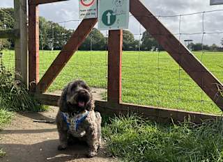 Dog Walking Area image