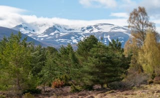 Cairngorms National Park image