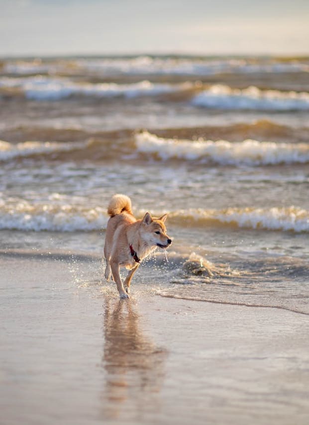 9 best dog friendly beaches In Essex