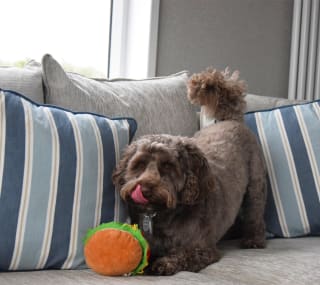 A dog playing with a burger toy on the sofa in our exclusive accommodation, The Stargazer. image