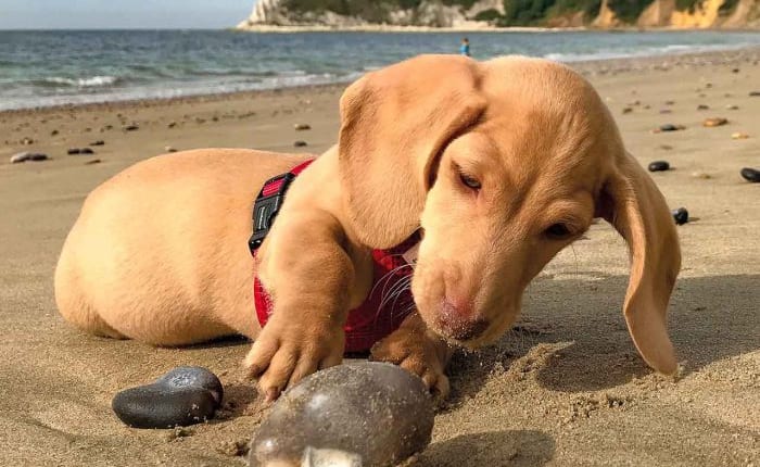 Dog friendly holidays image