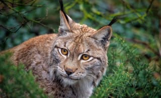 Northern Lynx image