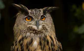 Eurasian Eagle Owl image