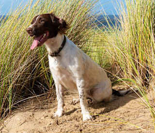 A dog sat on the beach on a sunny day.