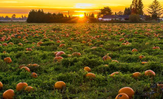 Yorkshire Pumpkins image