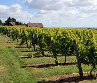 Things to do in Essex