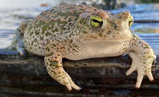 Natterjack Toad image