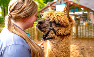 An alpaca with their trainer on a summers day at Sandy Balls. image