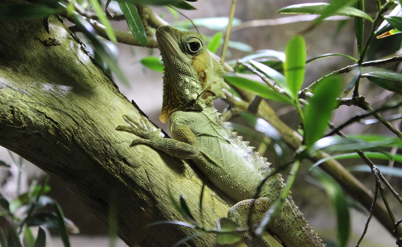 New Forest Reptile Centre image