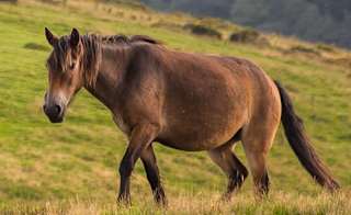 Exmoor National Park image