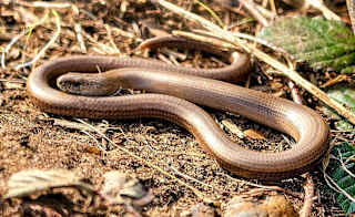Slow Worm image