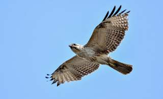 Buzzard image