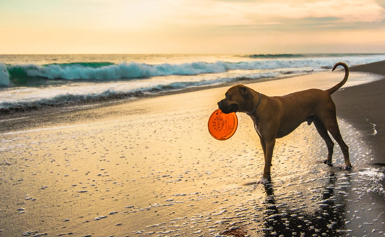Black Rock Beach image