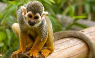 Monkey haven image