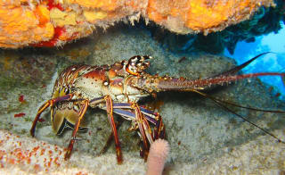 The National Lobster Hatchery image