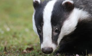 European Badger image
