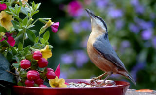 Filey Bird Garden and Animal Park image