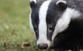European Badger image