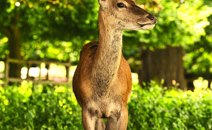 Wollaton Park image