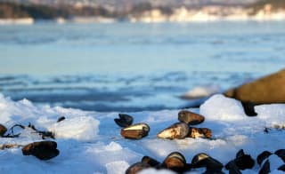 Polar Plunge image