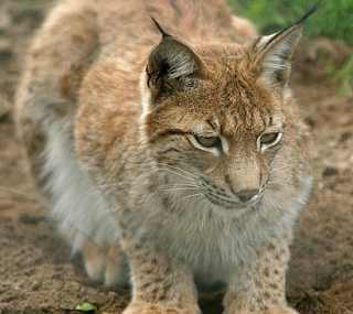 A close up image of an animal at the Lincolnshire Wildlife Park. image