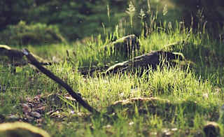 Faskally Wood image