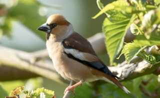Hawfinch image