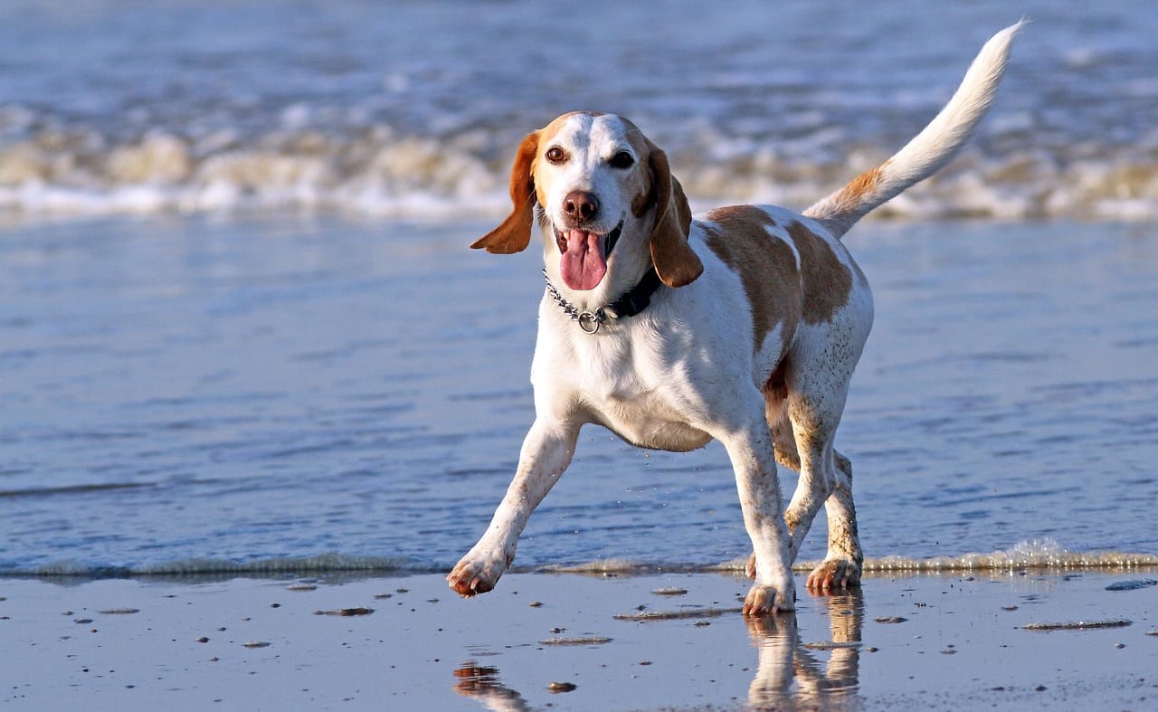 Goatee Beach image