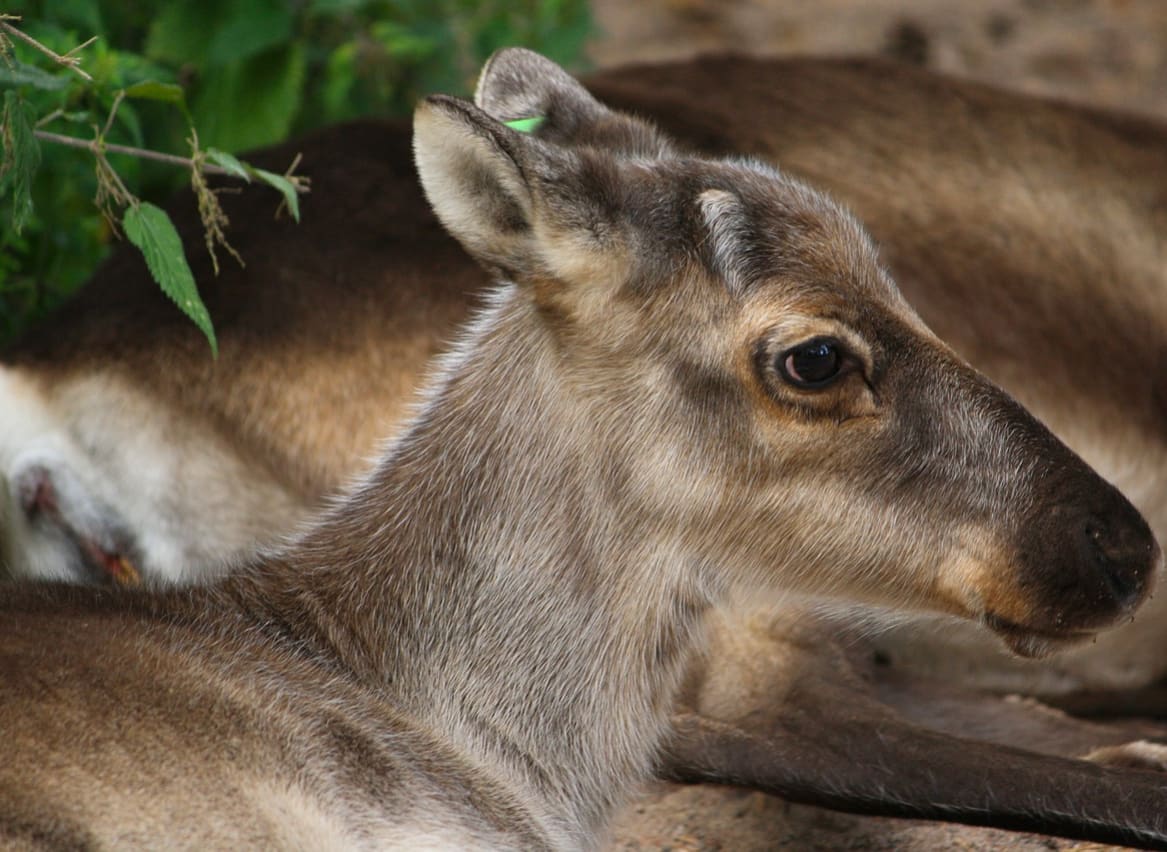 Bolderwood Deer Sanctuary image