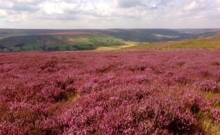 Goss Moor: Circular Walk image