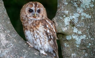 Tawny Owl image