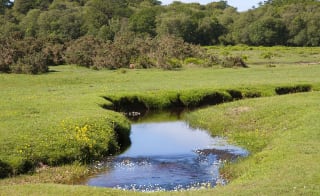 New Forest National Park image