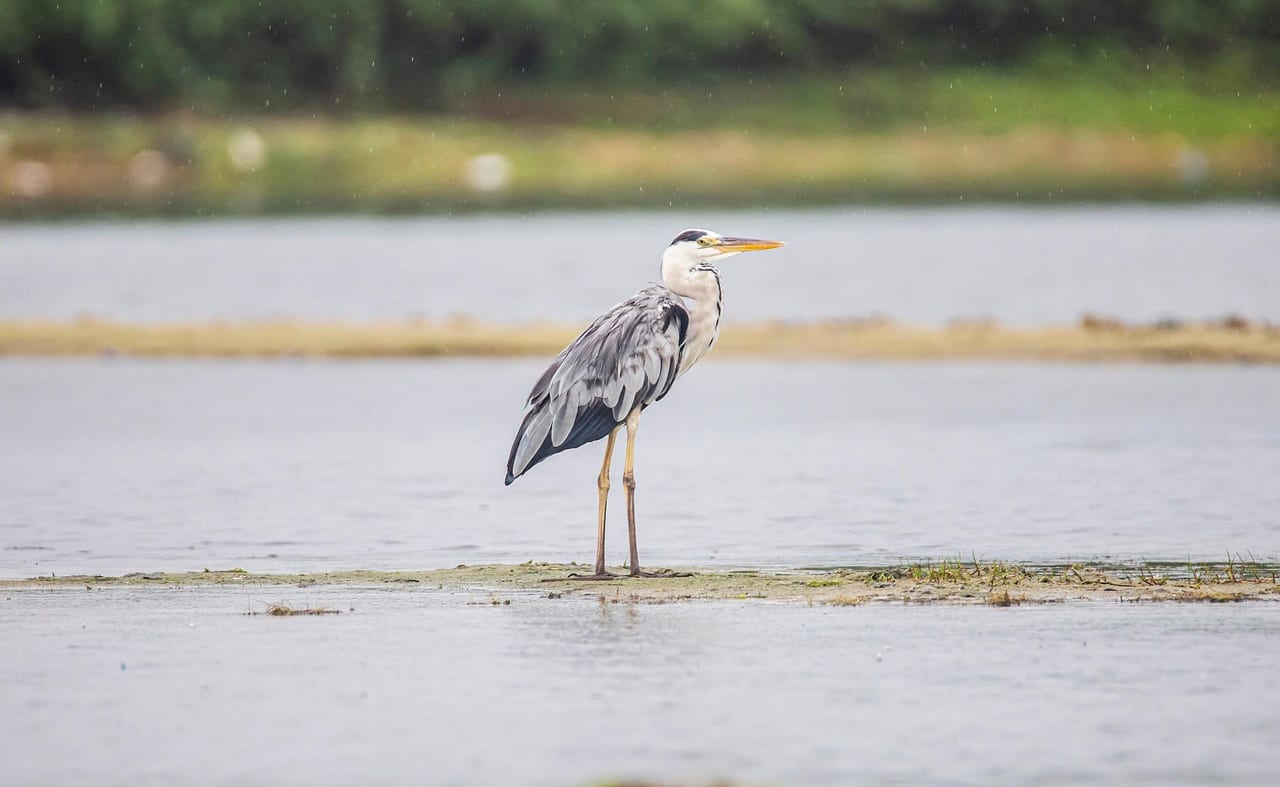 Brading Marshes RSPB Reserve image