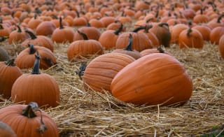 Dorset Country Pumpkins image