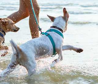 Two small Jack Russell dogs, one light brown and the other white, playing in the sea at Mersea Island. This caravan holiday park is dog friendly.