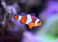 Oceanarium Bournemouth image