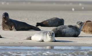 The St Ives Sea Safari Trip, St Ives image