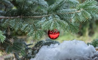 Christmas at Greenwood Family Park image