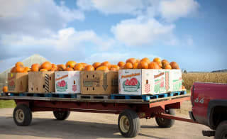 Pumpkin picking image