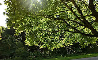 Trengwainton Garden image