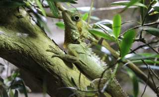 New Forest Reptile Centre image