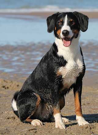Things to do in Cornwall with dogs