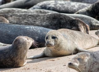 Seal Spotting at Godrevy Point image