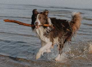 Dollar Cove image