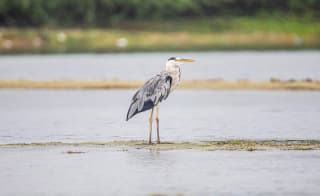 Brading Marshes RSPB Reserve image