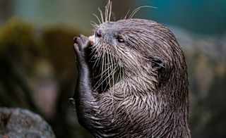 Eurasian Otter image