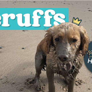 Scruffbags assemble image